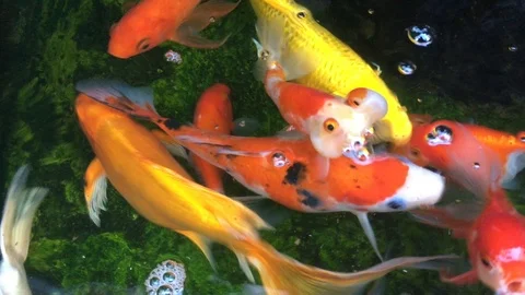 Top view shot of Koi fish, Fancy Carp are swimming in pond Stock Footage 103580225