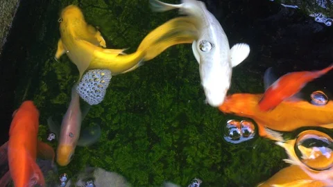 Top view shot of Koi fish, Fancy Carp are swimming in pond Stock Footage 103934531