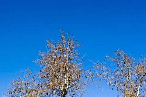 Top view shot of multiple branches of trees in autumn season Stock Photos