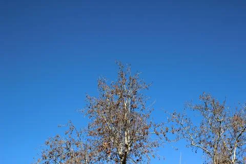 Top view shot for multiple trees in autumn season Stock Photos