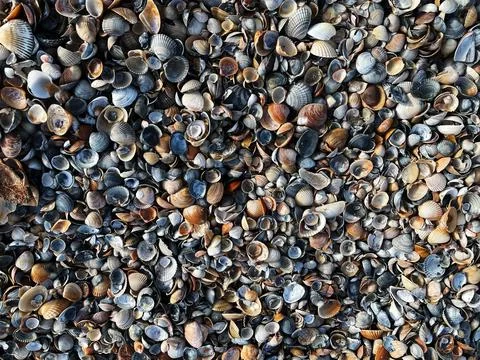 Top view shot of Shells pattern on the shore 库存照片