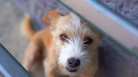 Top view shot of small funny dog looking on camera opening his muzzle Stock Footage 219542707