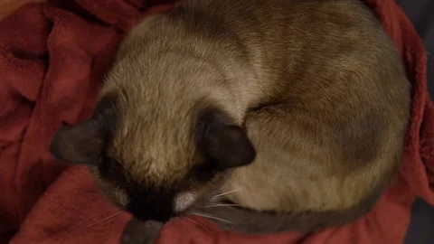 Top view of siamese cat lying on red cover Video stock 105236427