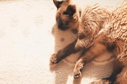 Top view of a siamese cat sleeping in a bed with copy space Stock Photos