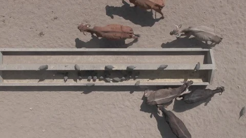 Top view side pan of cattle eating at tr... | Stock Video | Pond5