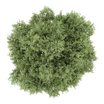 Top view of silver birch tree isolated on white background Stock Illustration