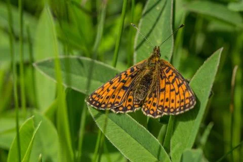 Top view of silver-bordered fritillary, a bright orange spotted butterfly Stock Photos