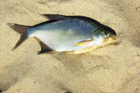 Top view of silver bream fish. Perch on a sandy beach. vacation . fishing Stock Photos