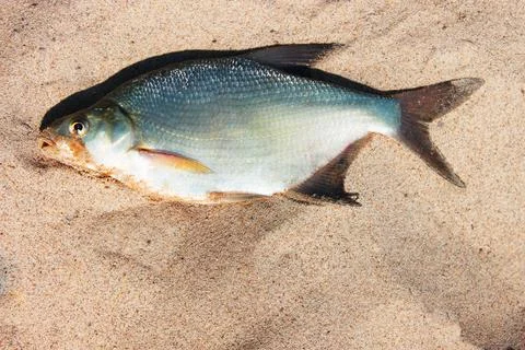 Top view of silver bream fish. Perch on a sandy beach. vacation . fishing Stock Photos