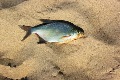 Top view of silver bream fish. Perch on a sandy beach. vacation . fishing Stock Photos