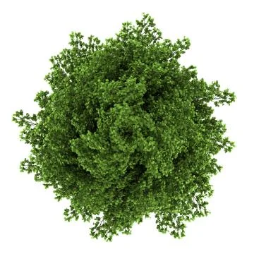 Top view of silver maple tree isolated on white background イラスト素材