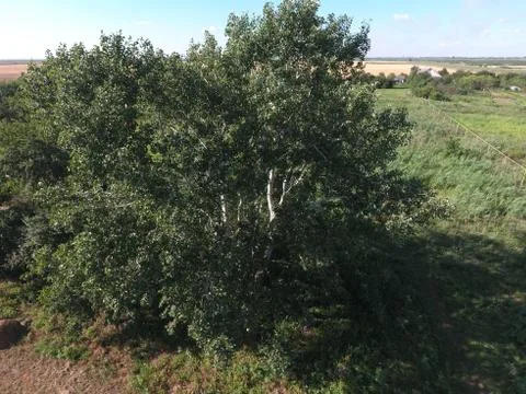 Top view of a silver poplar. The high poplar tree Stock Photos