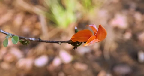 The top view is of a single bright orange flower blooming with Butea monosperma. Stock Footage 316874885