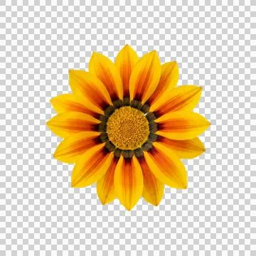 Top view of a single bright yellow and orange gazania flower on transparent.. Stock Photos
