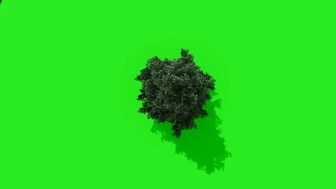Top View of a Single Green Tree on Chroma Key Background Stock Footage 330919497