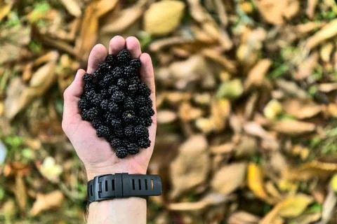 Top view of single man hand holding blackberries on fallen autumn leaves Stock Photos