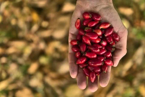 Top view of single man hand holding rose hips on fallen autumn yellow leaves Stock Photos