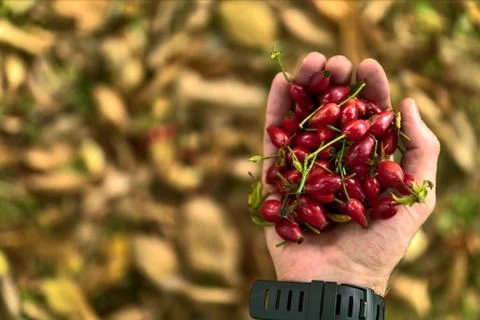 Top view of single man hand holding rose hips on fallen autumn yellow leaves Stock Photos