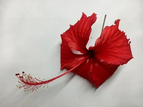 Top View of Single Red Hibiscus Flower on White Background Stock Photos