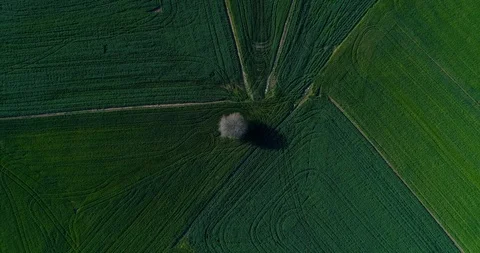 Top view a single tree on green field  Vidéo 88864142
