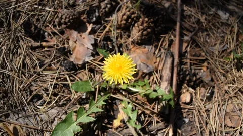 Top view of a single yellow flower in a pine Stock Footage 132255042