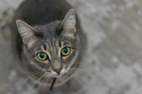 Top view of sitting gray cat with green eyes looking at camera. Pets Stock Photos