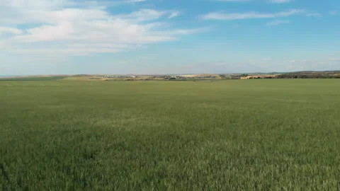 Top view from the sky, on a field where millet grows, on an agricultural field Stock Footage 133545926