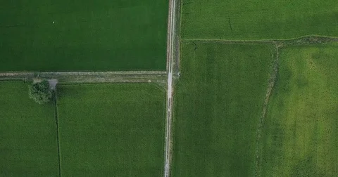 Top view from the sky looking down Move along footpath beside two paddy fields Stock Footage 83758255