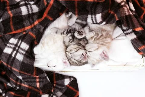 Top view of sleeping kittens under a blanket. Cat is resting in bed. Stock Photos