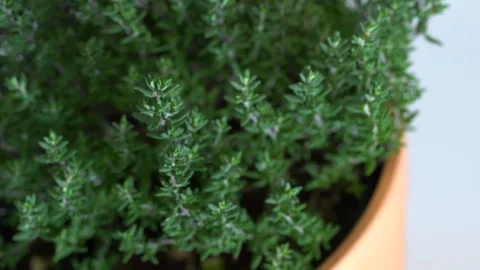 Top view slider move along a pot of thyme Stock Footage 124579174