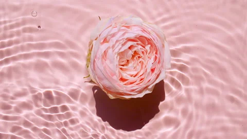 Top view slow motion of Pink rose flowers on water surface and waves on pink Stock Footage 162949253