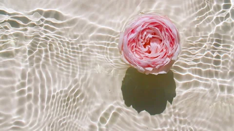 Top view slow motion of Pink rose flowers on water surface and waves on pastel Stock Footage 165056806