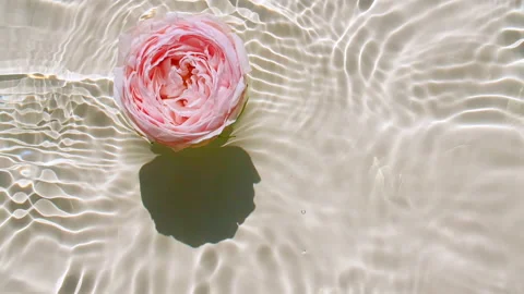 Top view slow motion of Pink rose flowers on water surface and waves on pastel Video stock 167307992