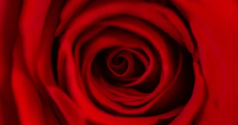 Top view slow motion video of vibrant fresh crimson or red rose head. Rose head Stock Footage 266073634