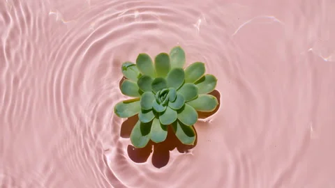 Top view slow motion of waves water on pink background. Summer scene with green Stock-Footage 165922431