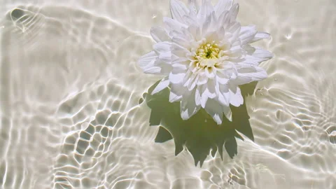Top view slow motion of white chrysanthemum flowers on water surface and waves Stock Footage 163209573