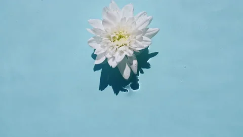 Top view slow motion of White chrysanthemum flowers on water surface and waves Stock Footage 163920458