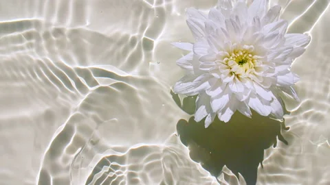 Top view slow motion of white chrysanthemum flowers on water surface and waves 库存影片 165559011