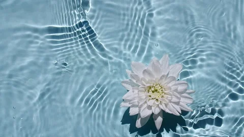 Top view slow motion of White chrysanthemum flowers on water surface and waves Video stock 166155133