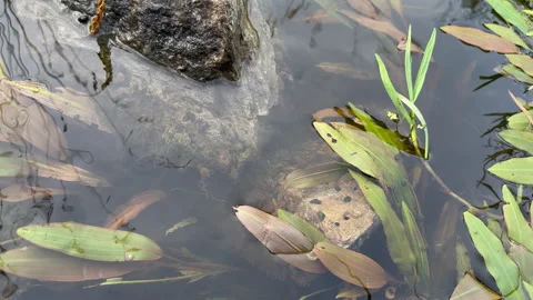 Top view of slowly flowing stream with stones covered in shells and underwater Stock Footage 267249843