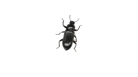 Top view small bettle walking on a white background Stock Footage 120377515