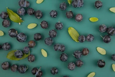 Top view of small bluish-black sloes with leaves isolated on a blue backgroun Stock Photos