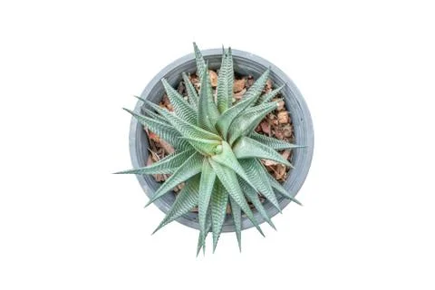 Top view of small cactus plant in pot - Haworthia limifolia isolate on white bac Stock Photos