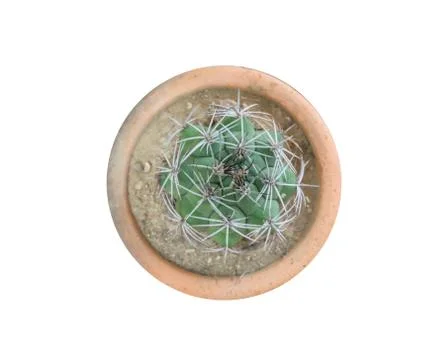 Top view of small cactus plant in pot isolate on white background with clipping  Stock Photos