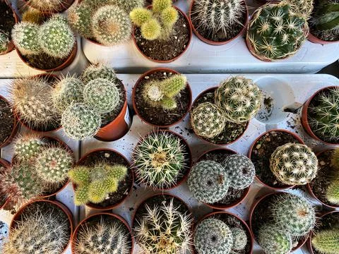 Top view of small cactus plants Stock Photos