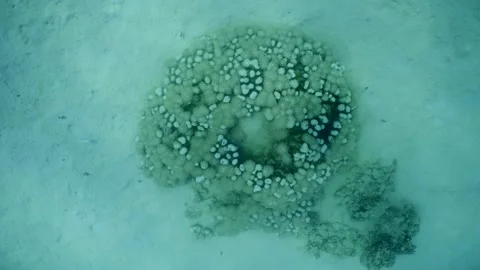 Top view of small coral formation on sandy bottom, Camera moving forwards, slow Stock Footage 252016276