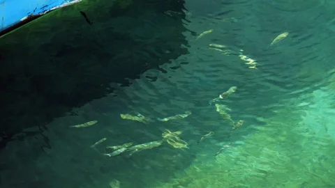 Top view of small fish swimming in clear blue water of Mediterranean sea. 4K 库存影片 122671172