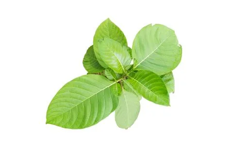 Top view on small green tree Foto stock
