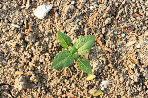 Top view of small green tree on the ground Stock Photos