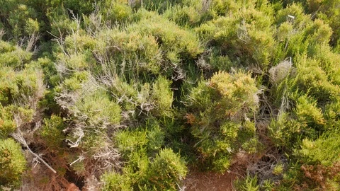 Top view of small green vegetation waving with the wind. Stock Footage 121704151